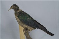 藏品(綠皇鳩)的圖片